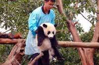 Fotos af den store panda